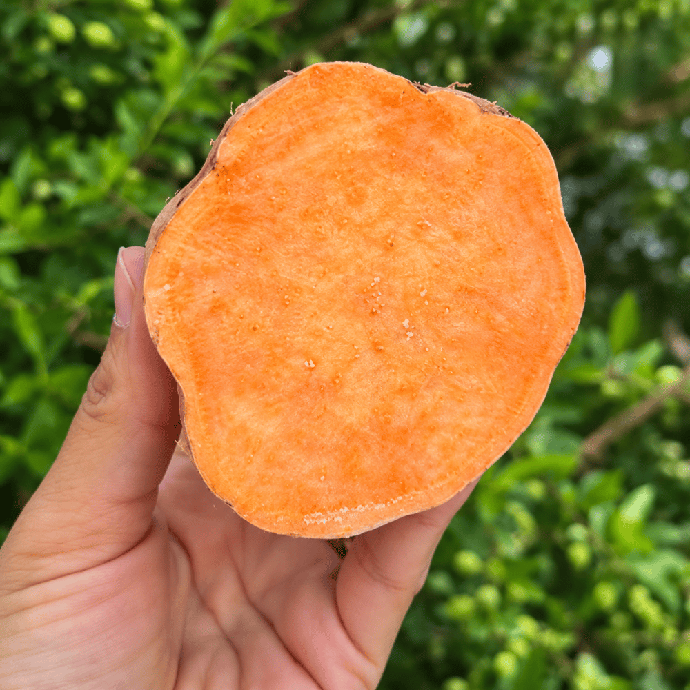 TURUNCU TATLI PATATES 1 KİLO