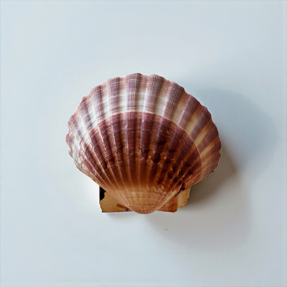 Elope-6