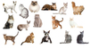 Kedi Irkları