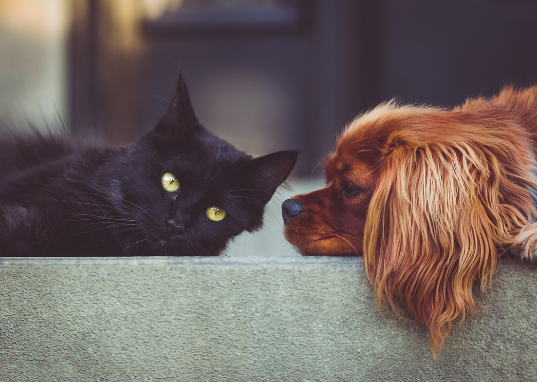 Kedi ve Köpeklerde Sağlık ve Bakım Ürünleri Kullanımının Önemi