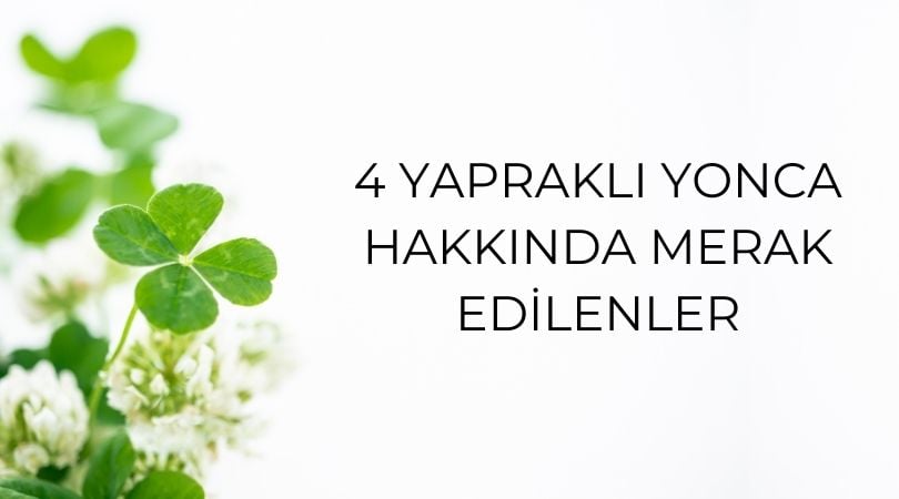 Yonca'nın Anlamı Nedir? 4 Yapraklı Yonca Hakkında Merak Edilenler
