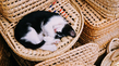 kedi uykusu