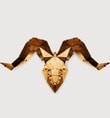 Ram Head Gold