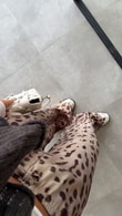 Agbon Leopar Desenli Pantolon