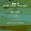 Şırdan Mayalı Kars Kelle Kaşar PeynirVafi
