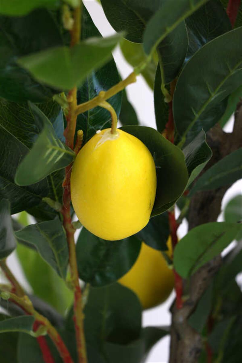 AG Selection - Lüx Limon Ağacı 