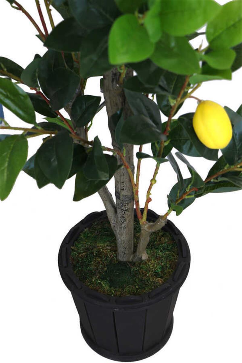 AG Selection - Lüx Limon Ağacı 