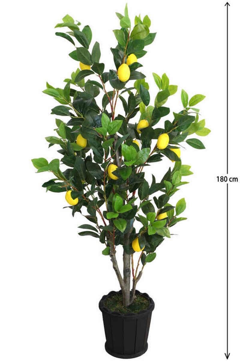 AG Selection - Lüx Limon Ağacı 