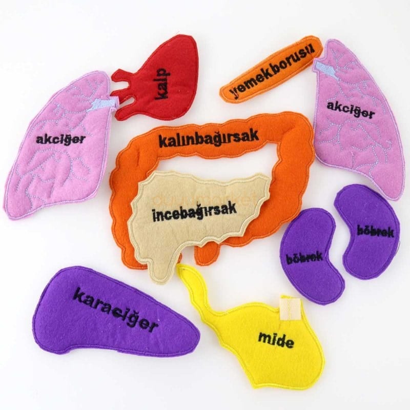 Organ Önlüğü