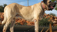 köpek ırkları