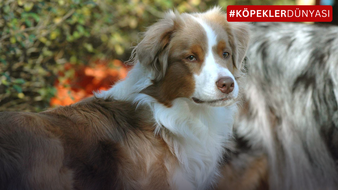Köpekler Hakkında Doğru Olarak Bilinen 10 Yanlış: Tüylü Dostlarımızla İlgili Mitleri Çözelim!