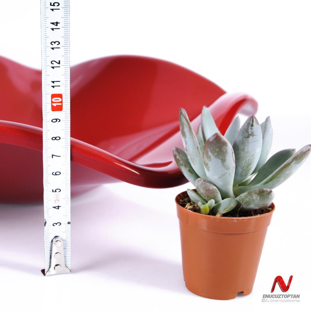 Göreme 566 Termostar Kırılmaz Melamin Meyvelik 36cm | ID4915