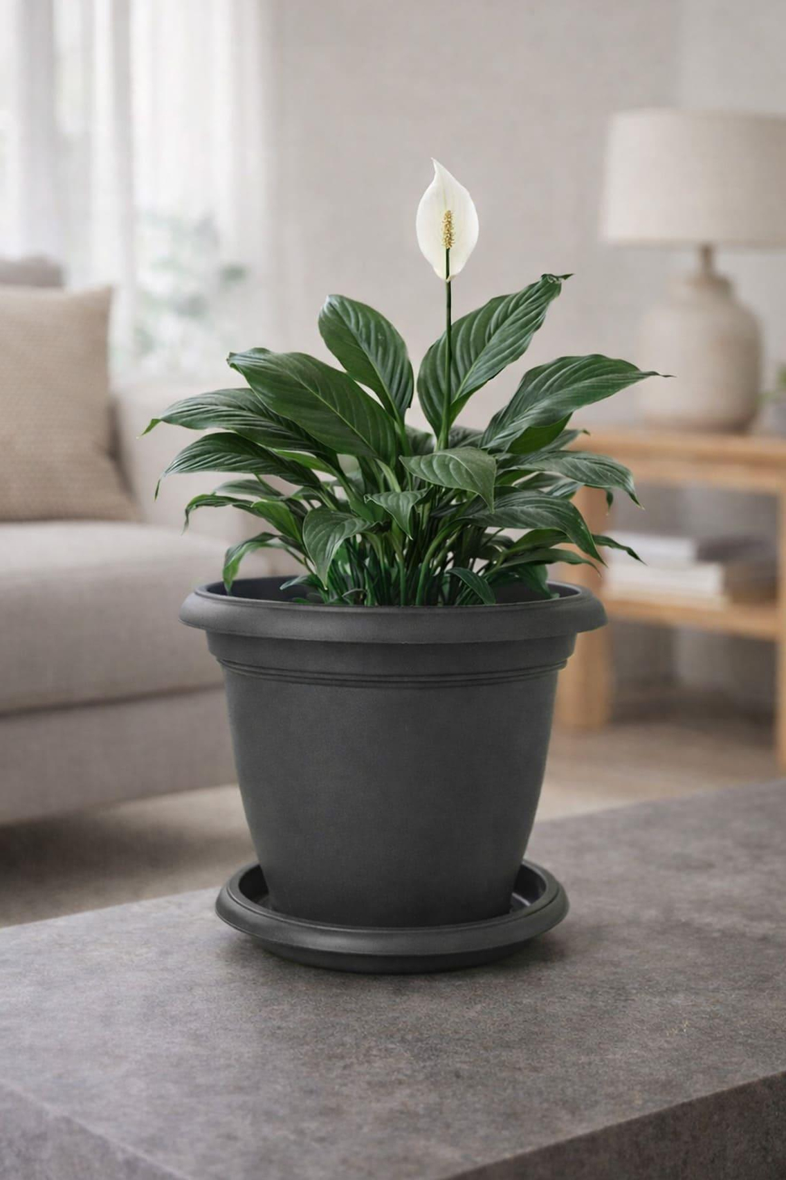 Serinova V506 Villa Saksı 5 Litre No:6 | ID2791
