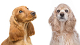 Köpek Irkları