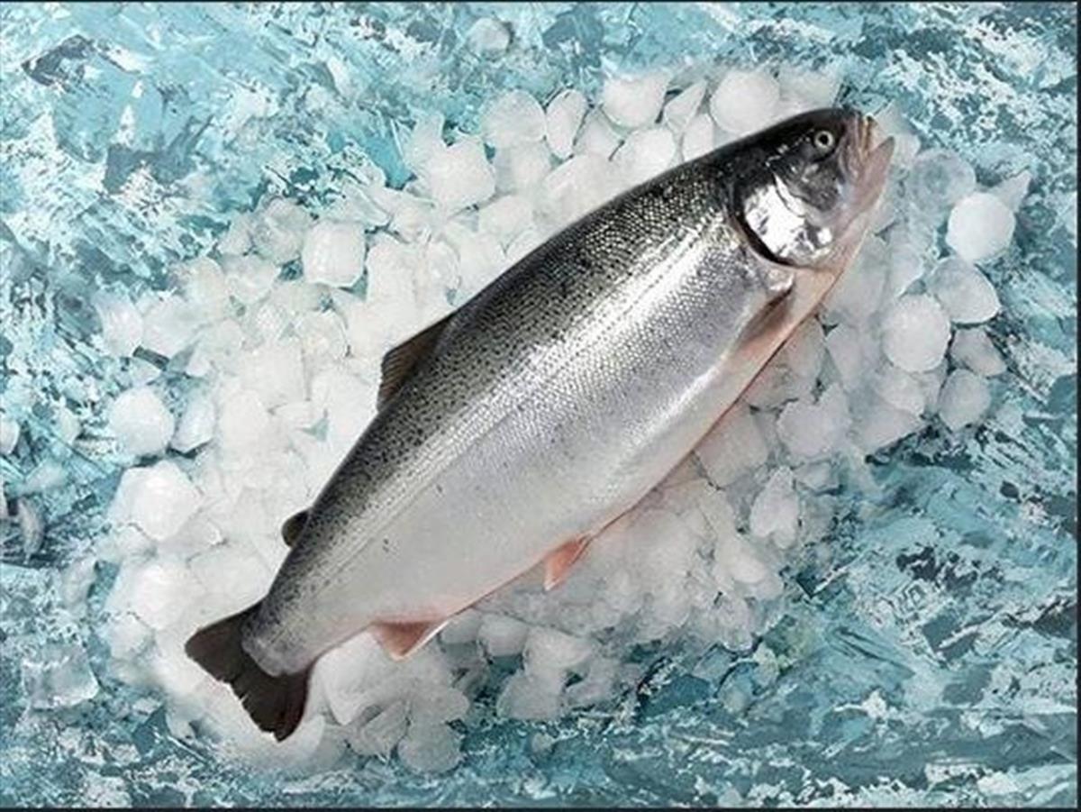 Türk Somonu 500 gr - Balık Ye