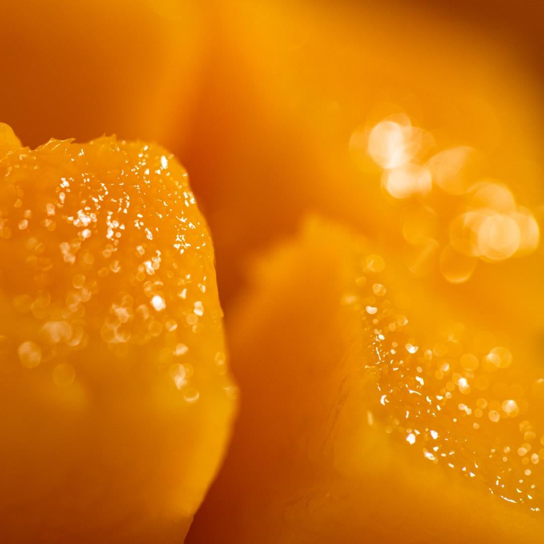 Dalında Olgun Mango, Adet