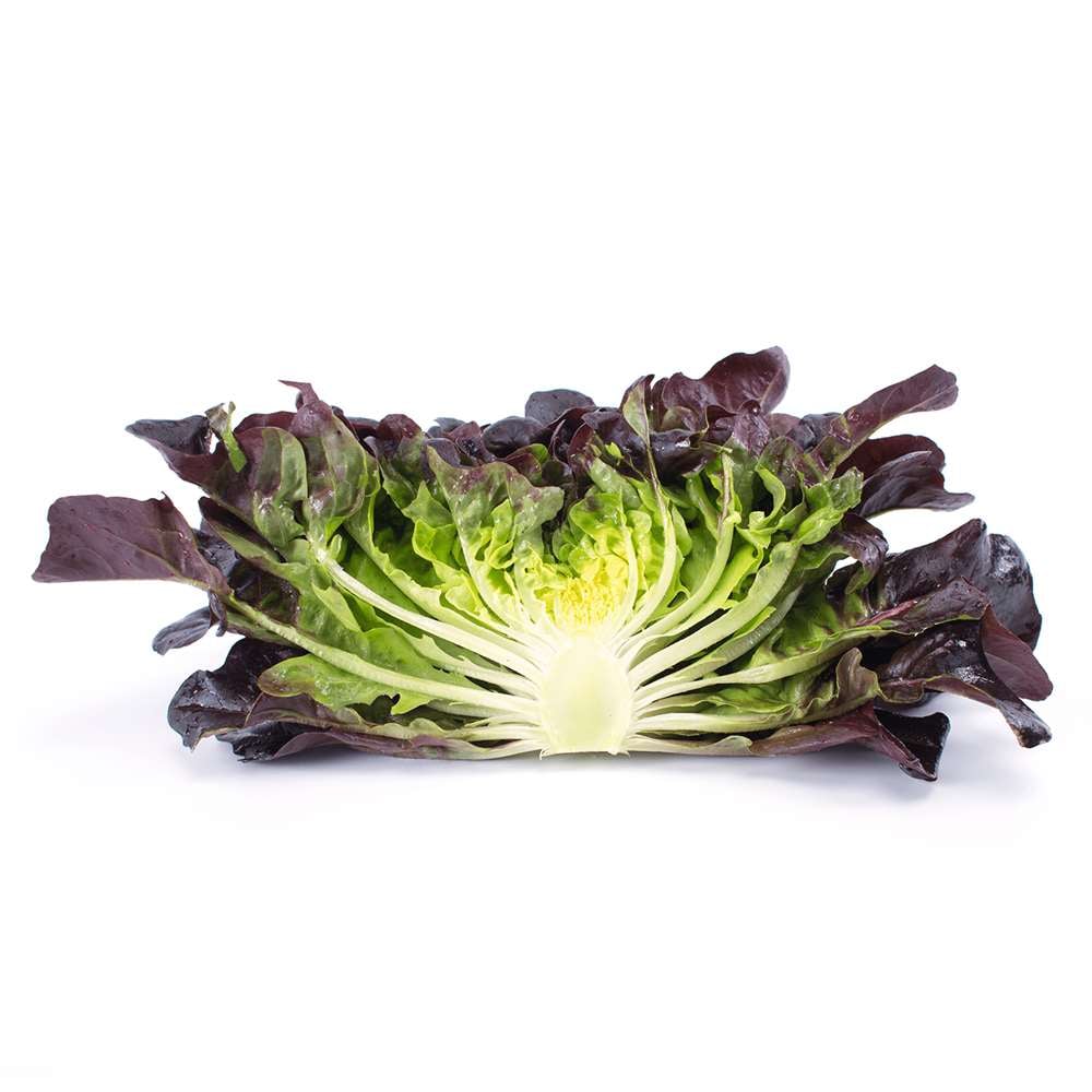 Palamut Kırmızı, Adet