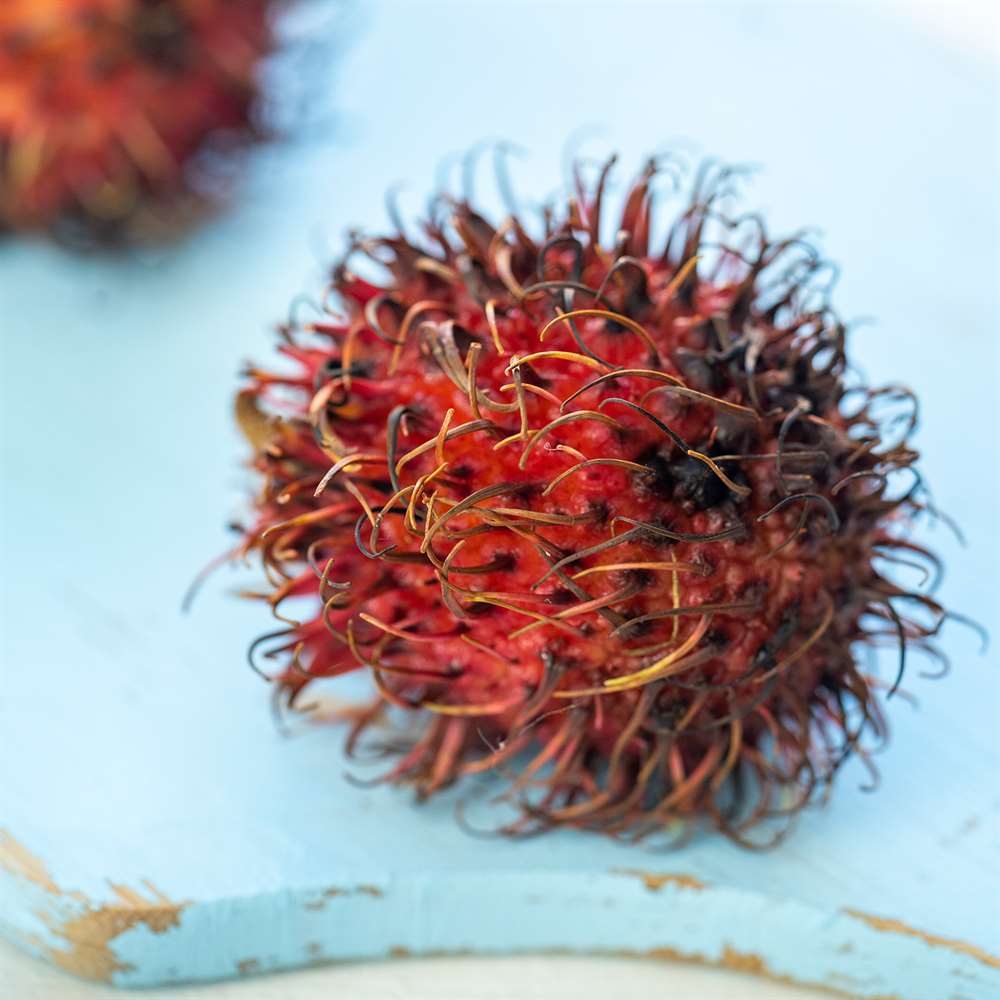 Rambutan - Paket