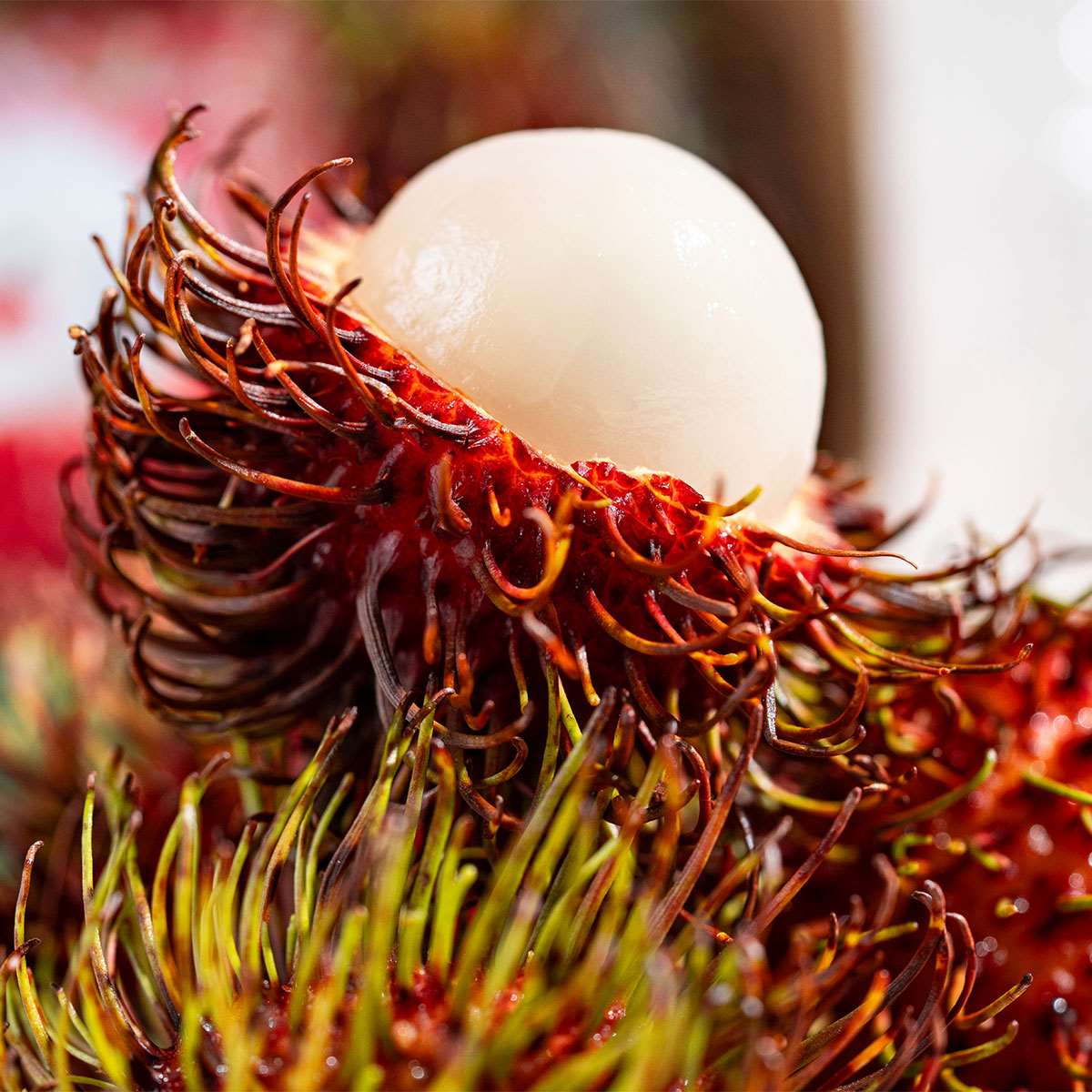 Rambutan, Paket
