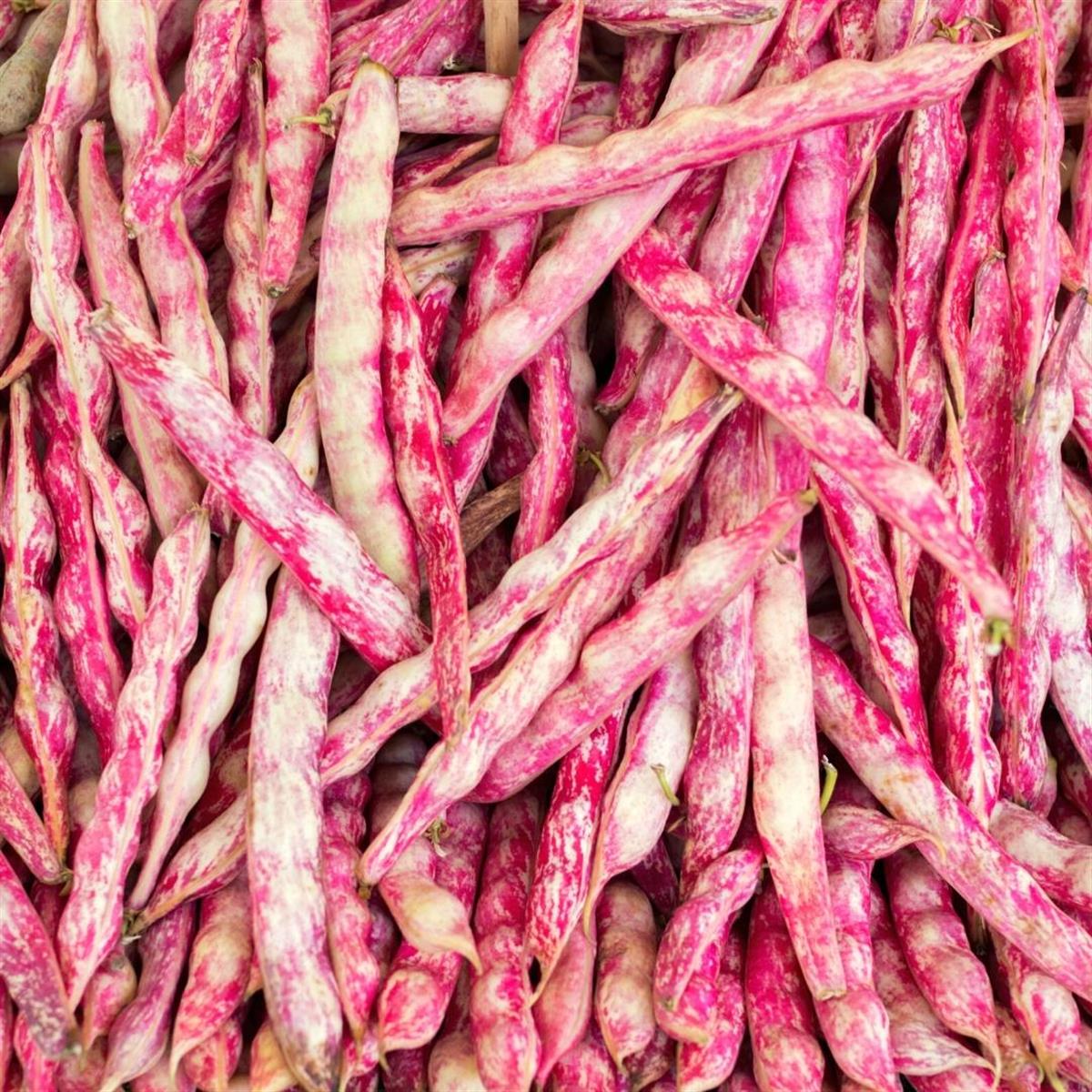 Organik Barbunya 500 gr