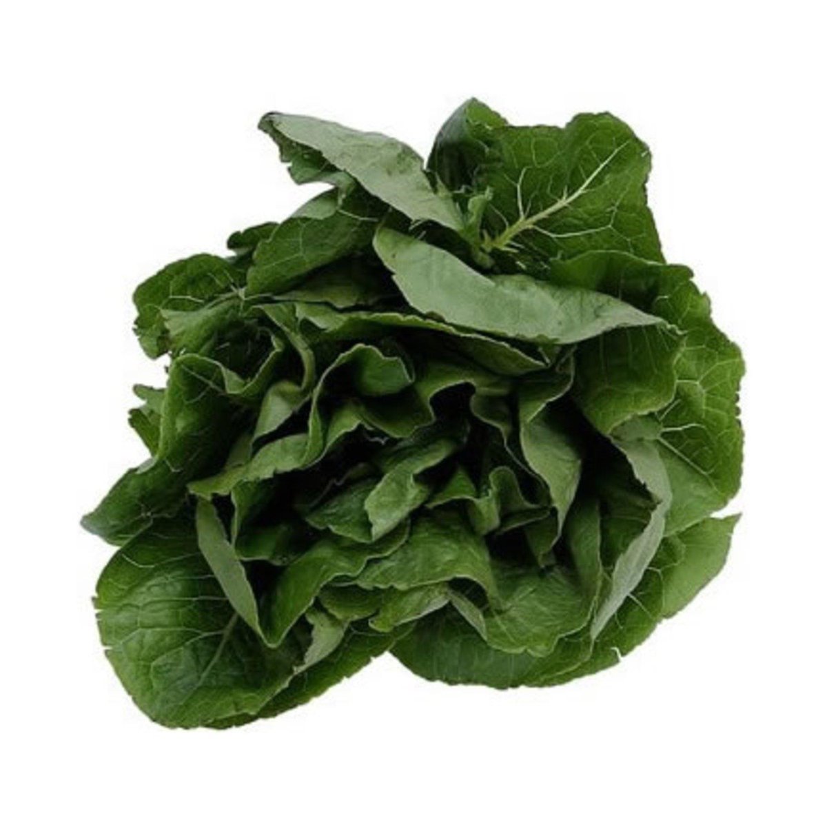 Organik Ispanak 500 gr