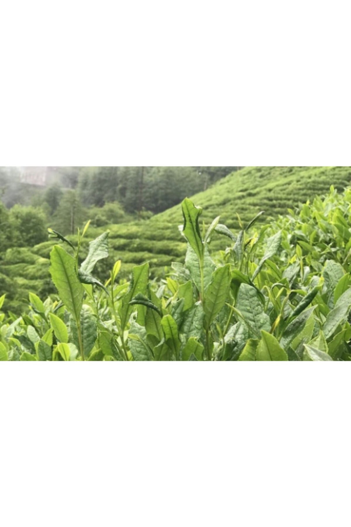 Altınbaş Çay 500 gr 6 Adet