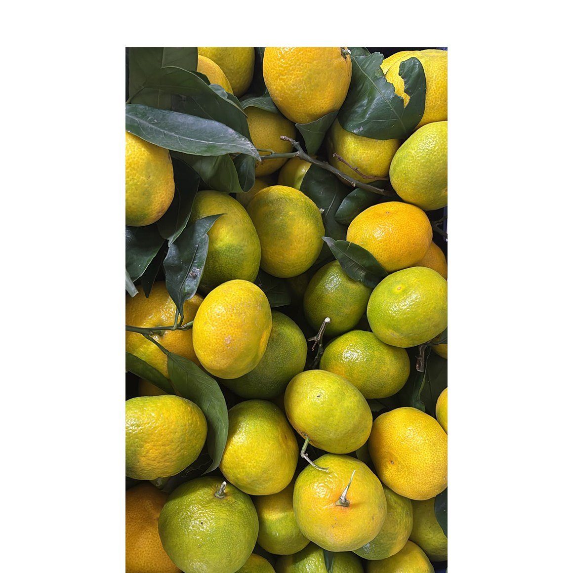 Dalından Taze Mandalina 1 KG