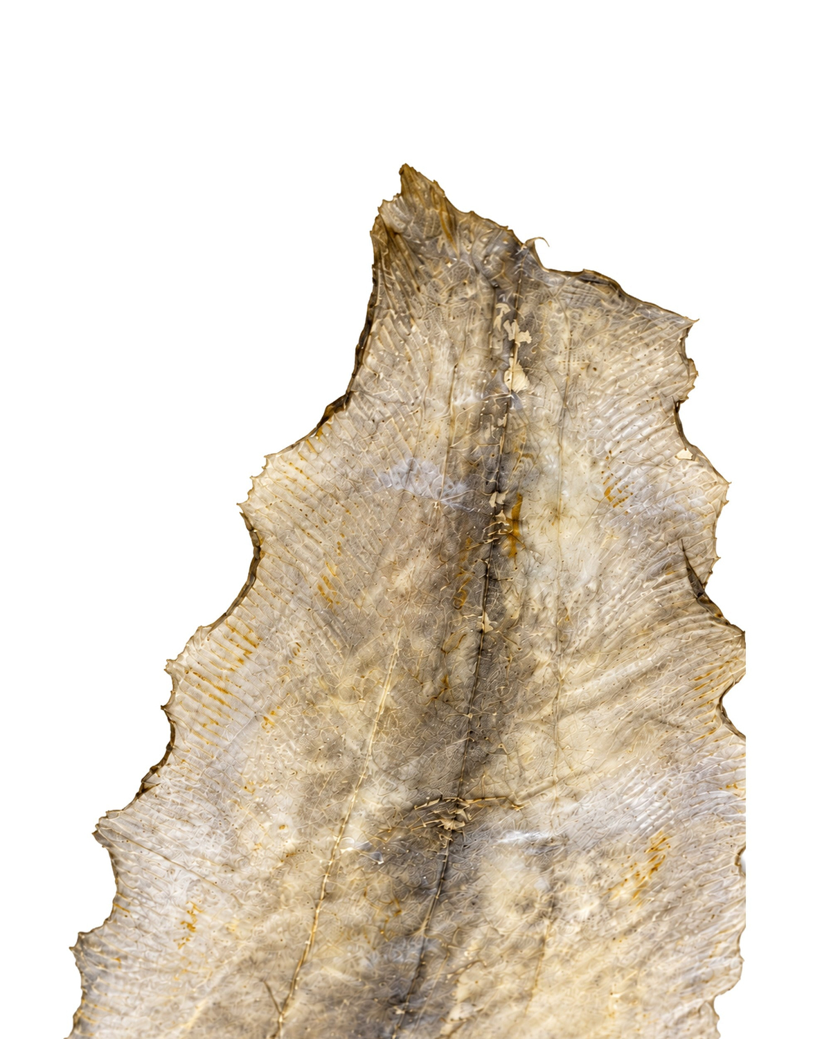 Vatoz Balık Derisi 71 cm | Def Yapımı İçin Doğal Deri