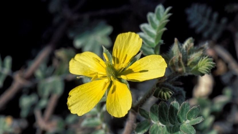 Tribulus terrestris bitkisi