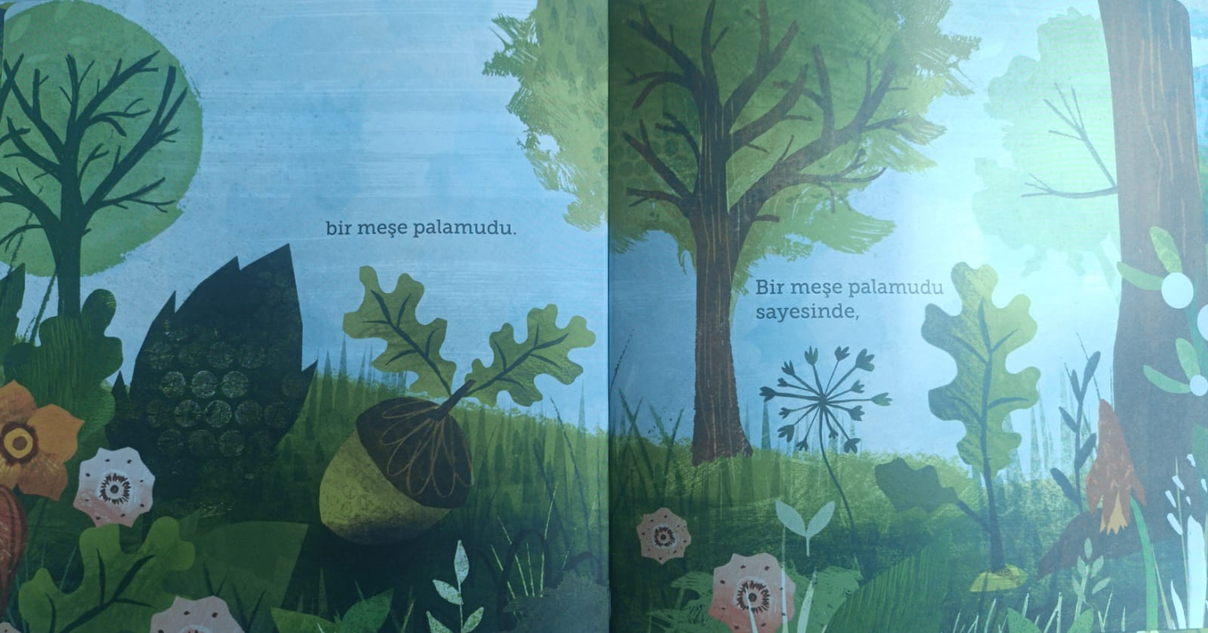 Yaşam Döngümüzün Katmanları, Tohumların Kadim Fısıltısı: Meşe Palamudunun Sırrı