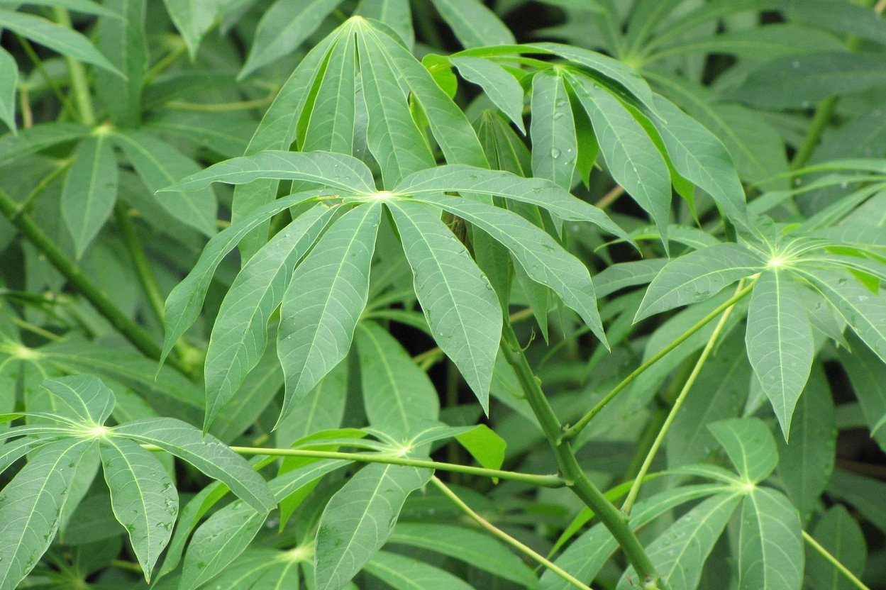 Маниок. Маниок Manihot carthagenensis,. Листья маниока. Cassava leaves. Листья маниока lavacvet.