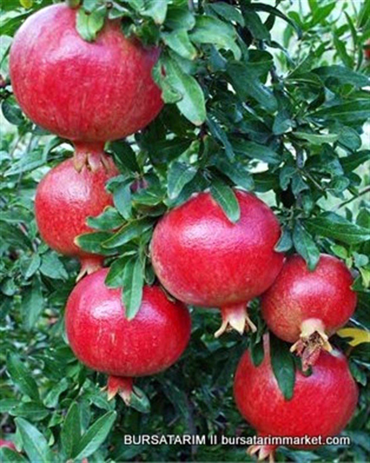 Гранаты сорта. Самые сладкие сорта граната. Гранат гюлоша. Гранат ачик анор. Гранат сорт ак дона.