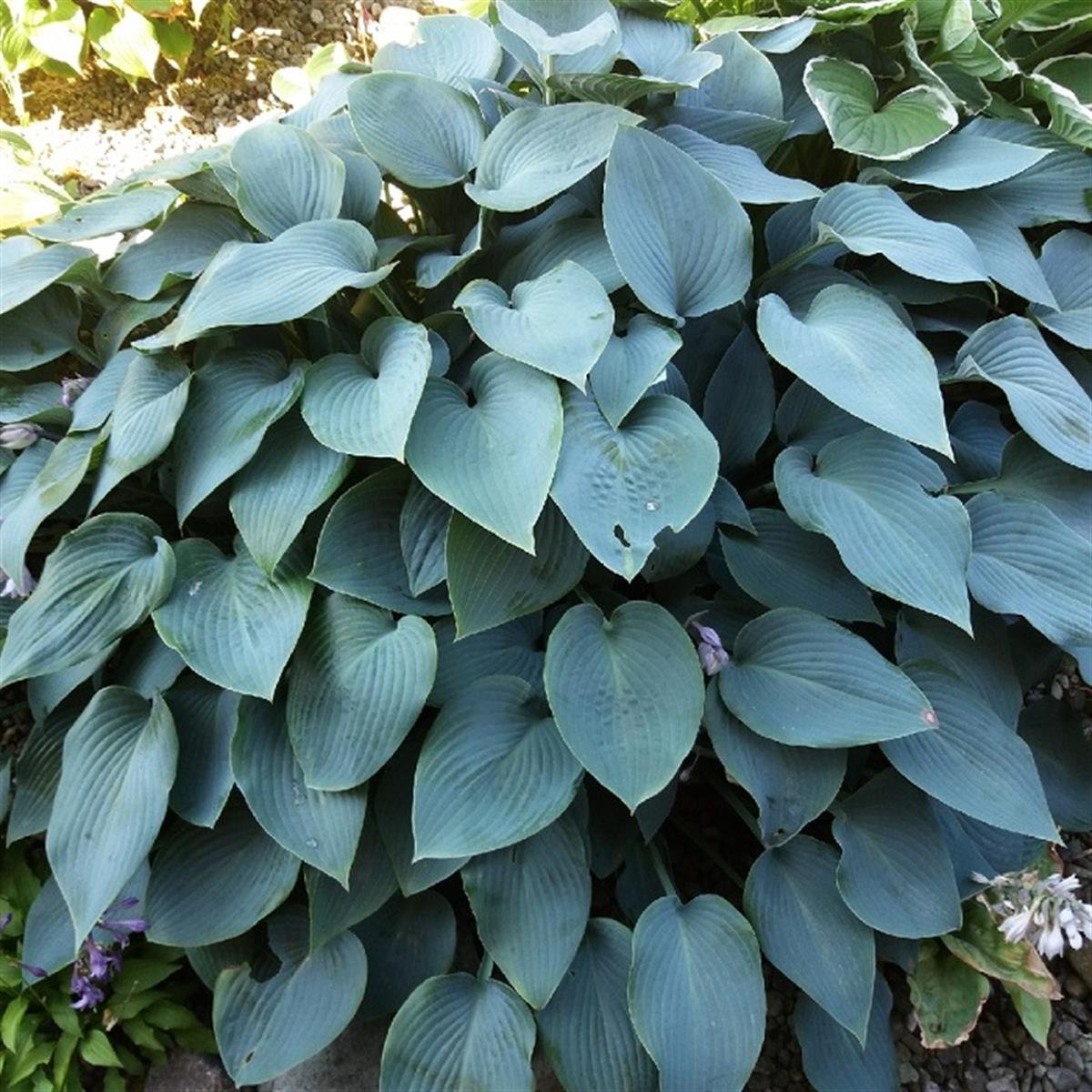 Хоста блю айвори, 1 шт, корень в пакете с субстратом. Хоста гибридная блу кадет. Блю кадет. Хоста голубой кадет. Хоста гибридная blue cadet.