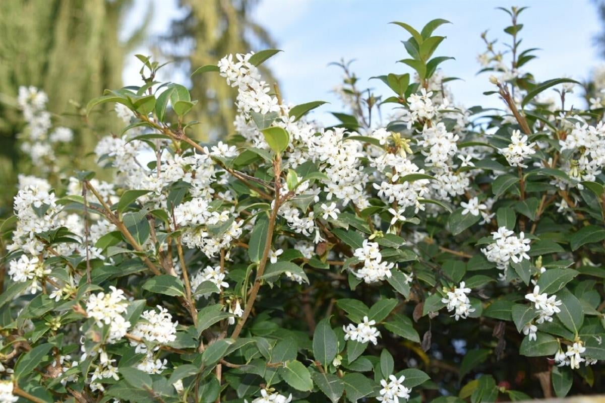 Osmanthus delavayi