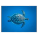 DENİZDEKİ CARETTA CARETTA KANVAS TABLO ürününe, KANVAS TABLOLAR kategorisinden hemen satın alabilirsiniz.