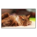 SIRTÜSTÜ YATAN KEDİ KANVAS TABLO ürününe, KANVAS TABLOLAR kategorisinden hemen satın alabilirsiniz.