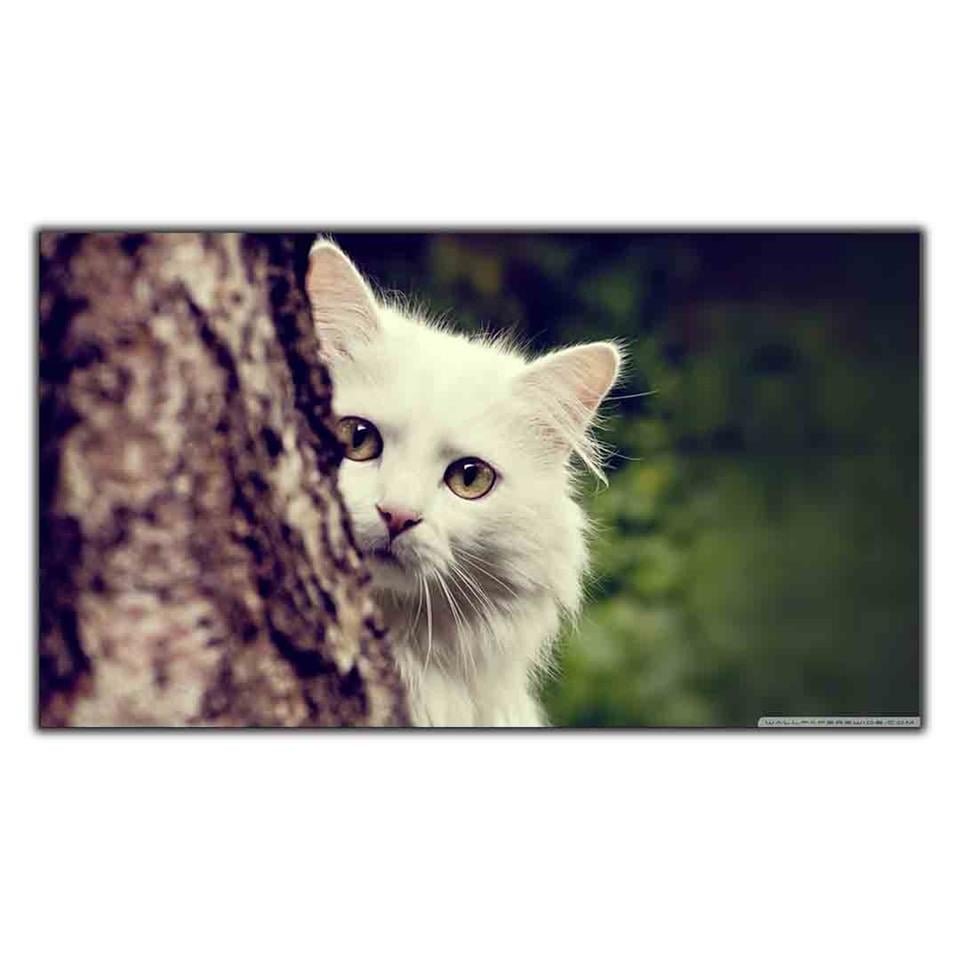 AĞACIN ARKASINDAKİ BEYAZ KEDİ KANVAS TABLO ürününe, KANVAS TABLOLAR kategorisinden hemen satın alabilirsiniz.