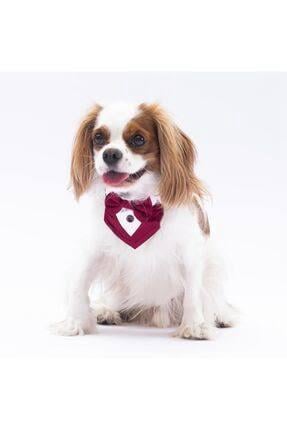Pawstar Bordo Smokin Boyun Tasması Size:2