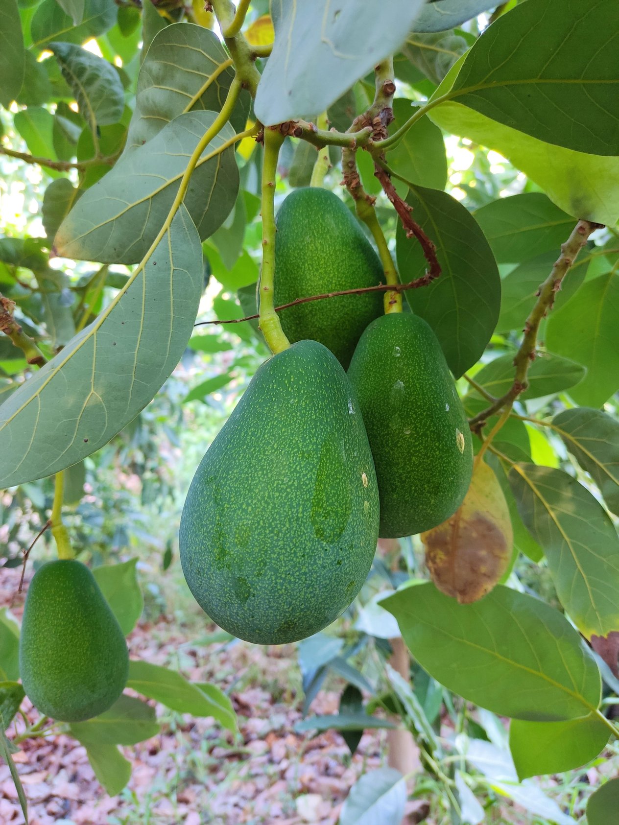 Clifton Avokado 1 Adet