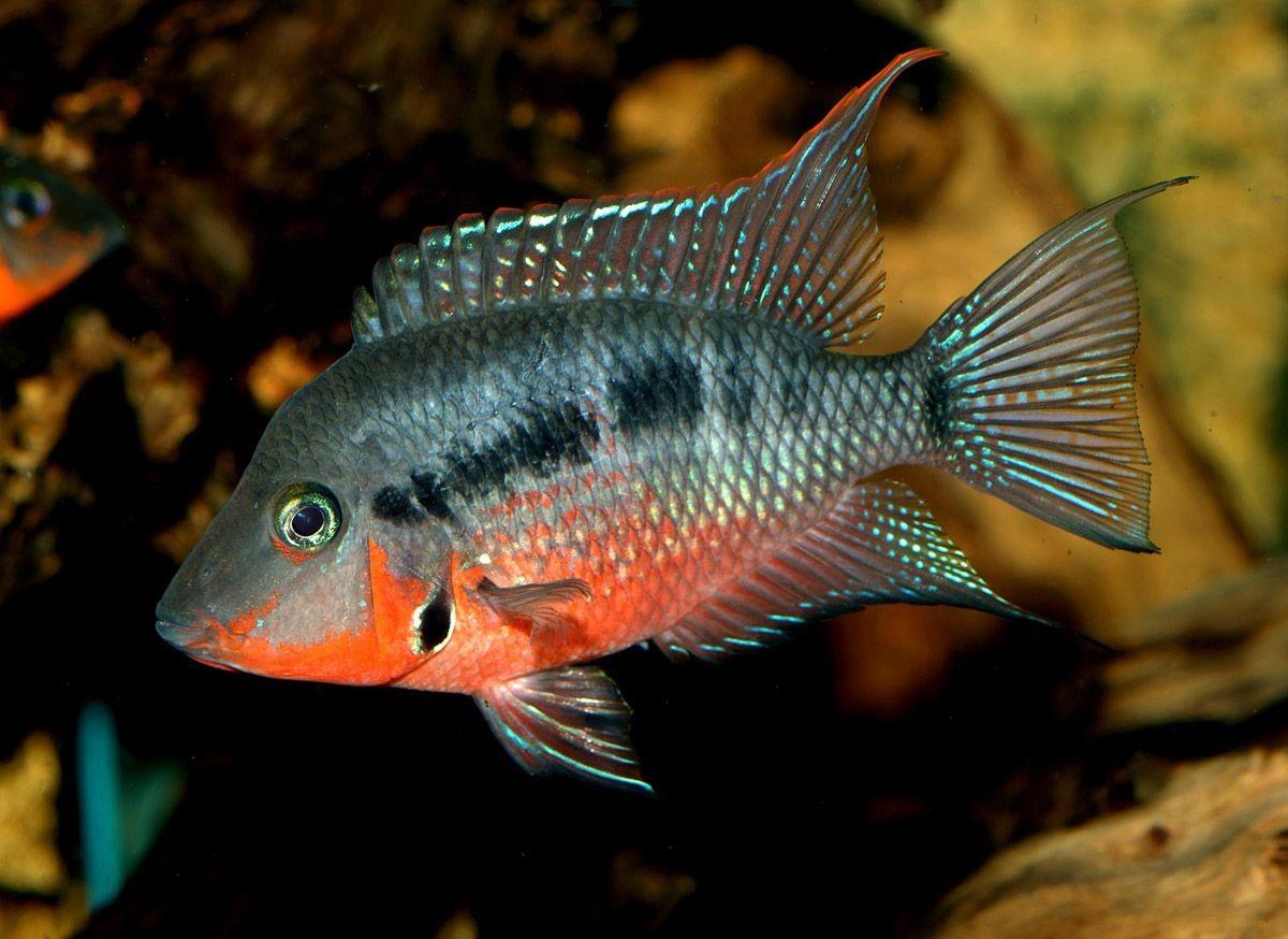 Ateş Ağız Ciklet 6-7 cm
