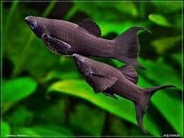 Black Ay Molly 3 cm