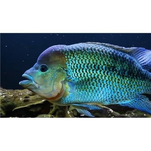 Blue Umbee 5-7 Cm