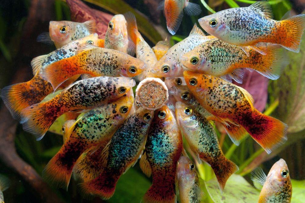 MİX PLATY 3 CM