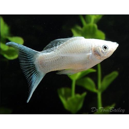 Silver Ay Molly 3 cm