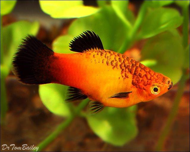 SUNSET PLATY 3 CM