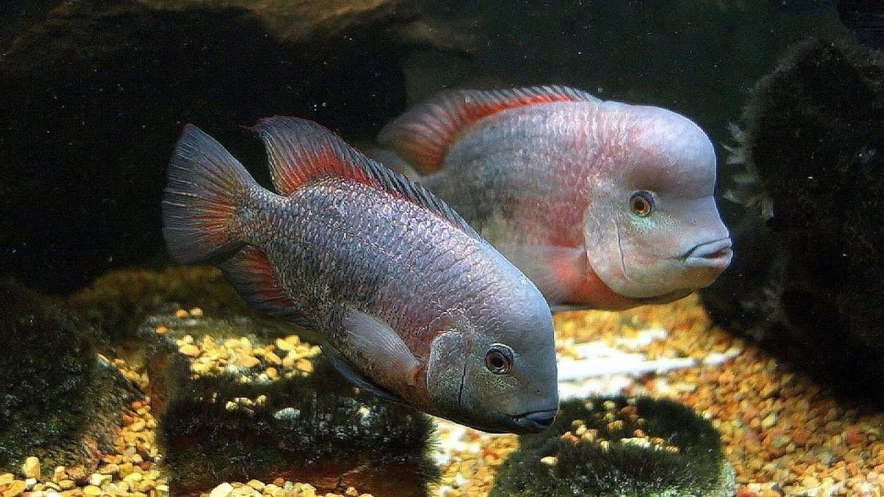Vieja Breidohri 5 cm