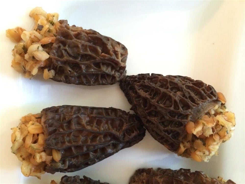 Kuru Kuzu Göbeği Mantarı (Morchella) 100 gr - Sınırlı Stok