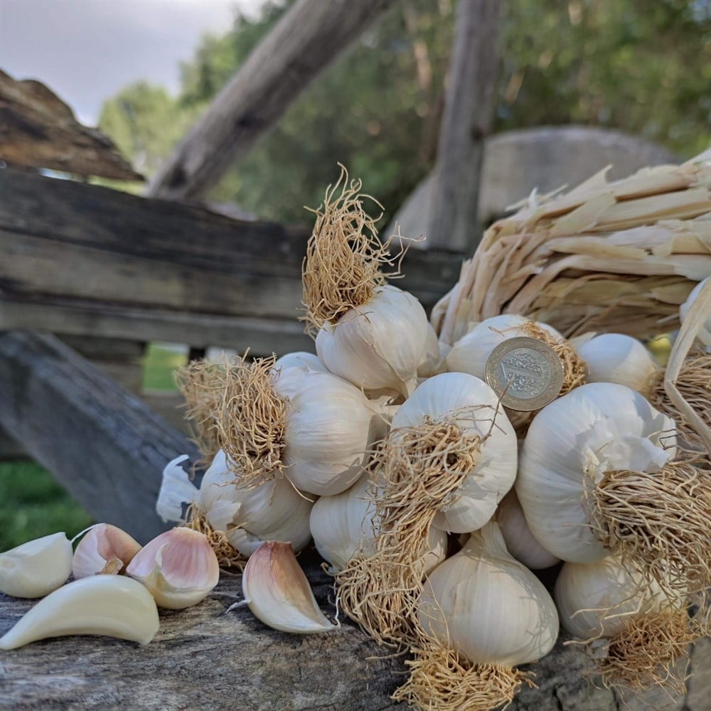 Taşköprü Sarımsağı 1000 g, 2021 Mahsülü