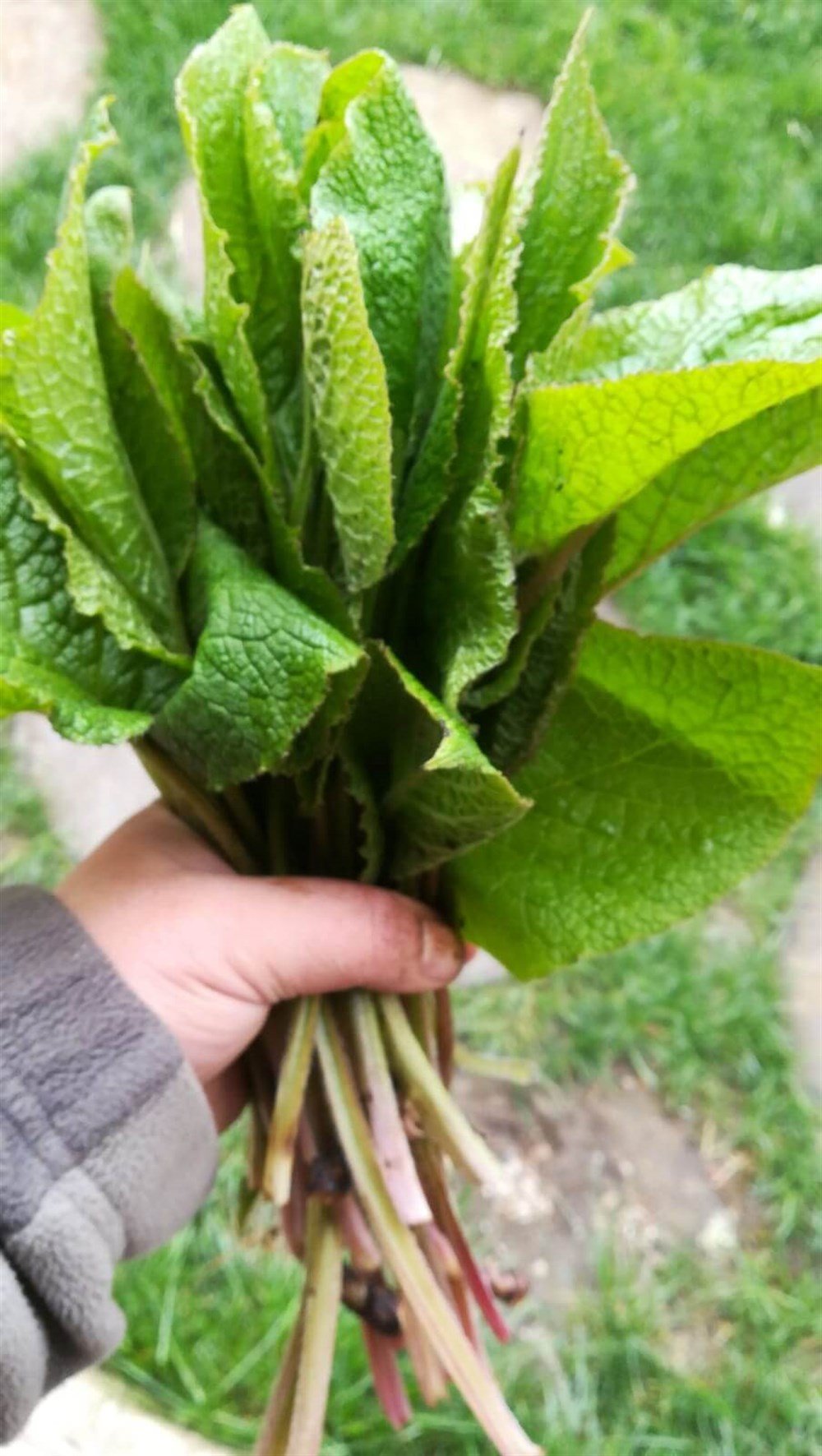 Taze Hodan (Ispıt) 1000 g.