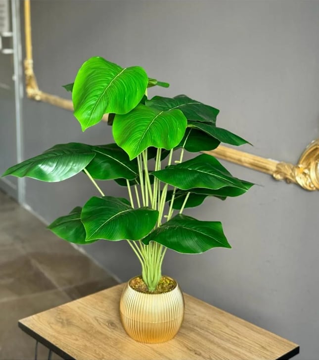18 Yapraklı Difenbahya Salon Çiçeği 70 Cm